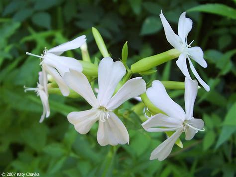 bouncing bet plant|Saponaria officinalis .